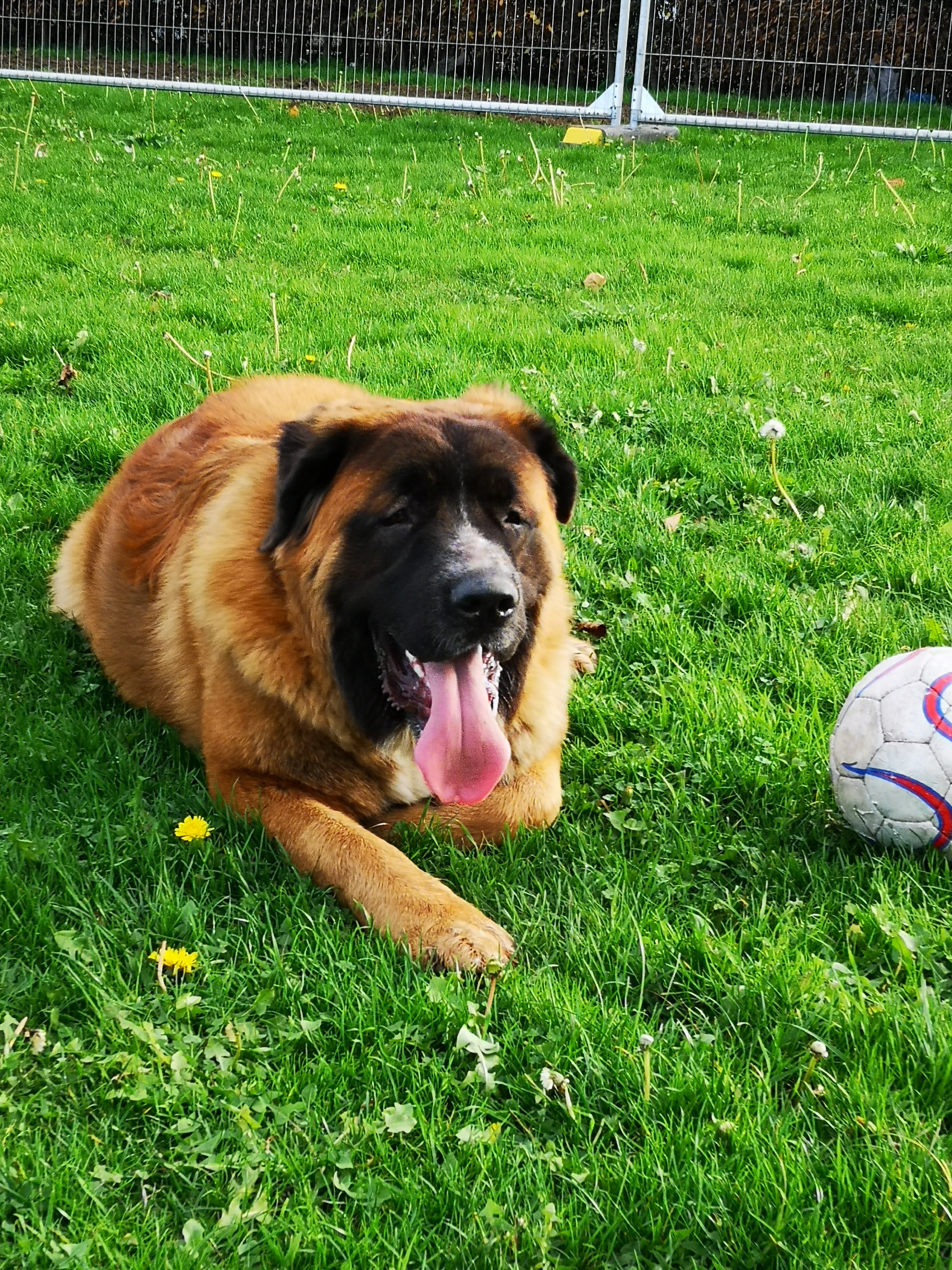 Duke in Cambridgeshire